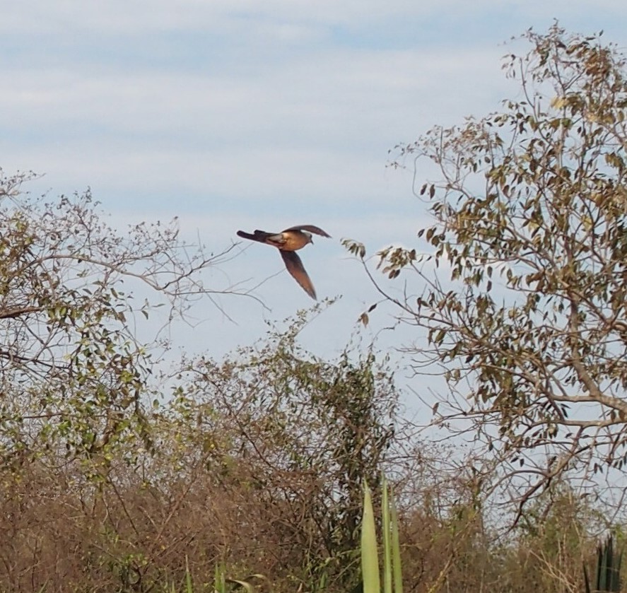 E'' una tortora ? S, Oena capensis